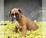 Small #2 Boxer