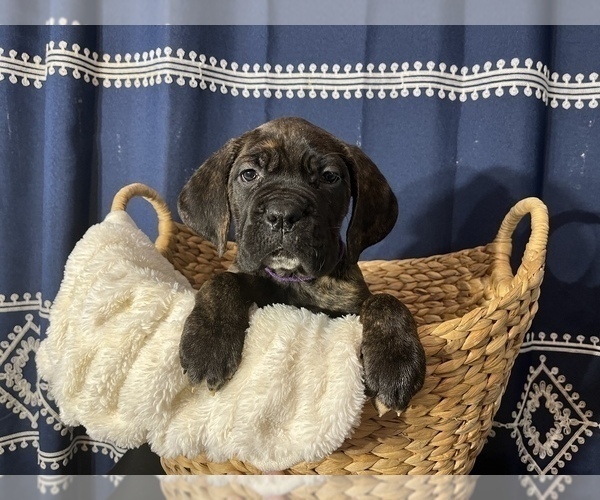Medium Photo #1 Cane Corso Puppy For Sale in VOLUNTOWN, CT, USA