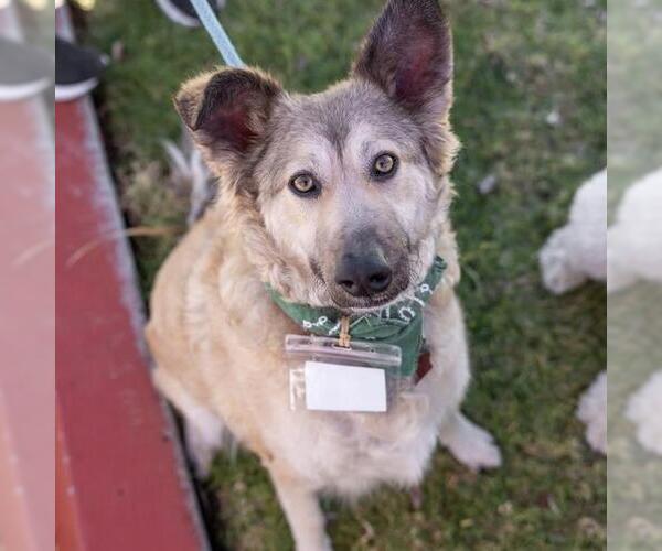 Medium Photo #10 Mutt Puppy For Sale in San Diego, CA, USA