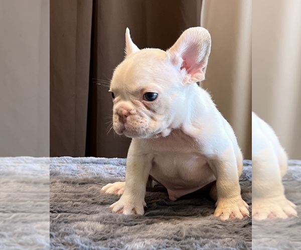 Medium Photo #4 French Bulldog Puppy For Sale in LANCASTER, CA, USA