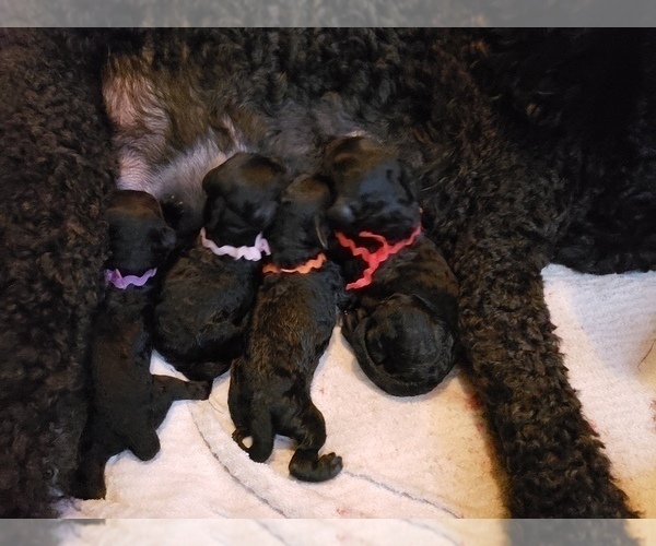 Medium Photo #14 Poodle (Standard) Puppy For Sale in DYERSBURG, TN, USA