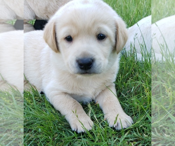Medium Photo #2 Labrador Retriever Puppy For Sale in OLYMPIA, WA, USA