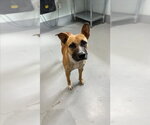 GLO - Female Black Mouth Cur-Unknown Mix Dog for Adoption - Small photo