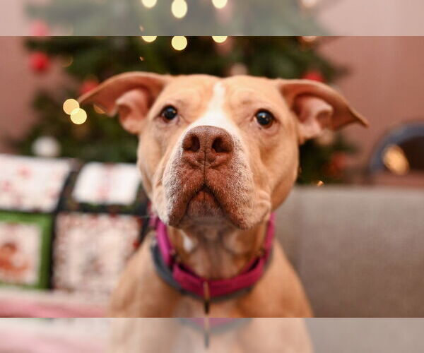 Medium Photo #1 Mutt Puppy For Sale in Gloversville, NY, USA