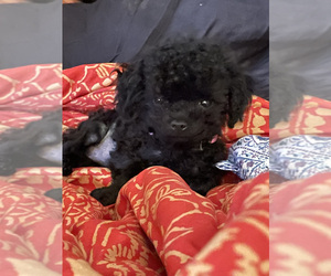 Poodle (Toy) Puppy for sale in TEMPLE, TX, USA