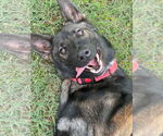 Small #7 German Shepherd Dog