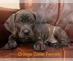 Small Photo #9 Cane Corso Puppy For Sale in LA PLATA, MD, USA