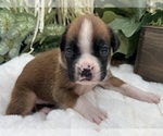 Small #10 Boxer