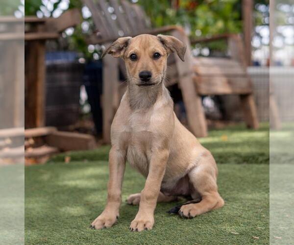 Medium Photo #8 Labrador Retriever-Unknown Mix Puppy For Sale in San Diego, CA, USA