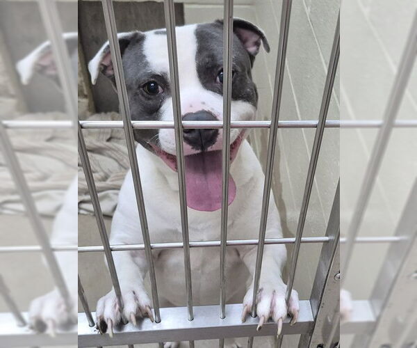 Medium Photo #1 Mutt Puppy For Sale in Decatur, IL, USA