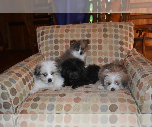 Medium Photo #24 Pom-Shi Puppy For Sale in DINWIDDIE, VA, USA