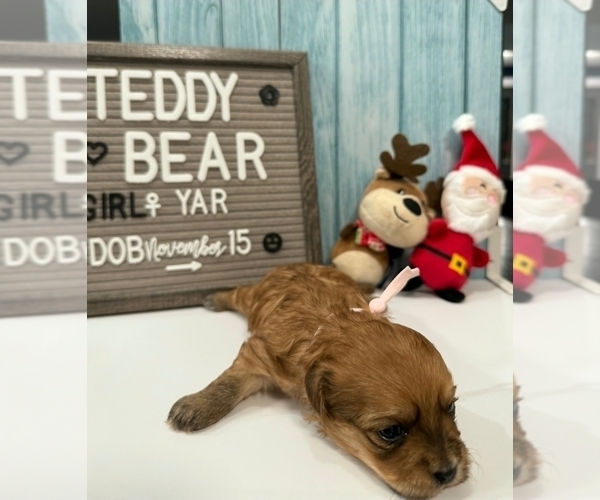 Medium Photo #3 Zuchon Puppy For Sale in NEW YORK MILLS, MN, USA