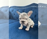 Small Photo #14 French Bulldog Puppy For Sale in WINTER PARK, FL, USA
