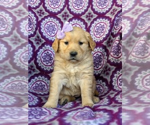 Golden Retriever Puppy for sale in DELTA, PA, USA