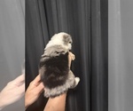 Small #1 Australian Shepherd