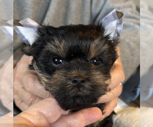 Yorkshire Terrier Puppy for sale in SALEM, OR, USA