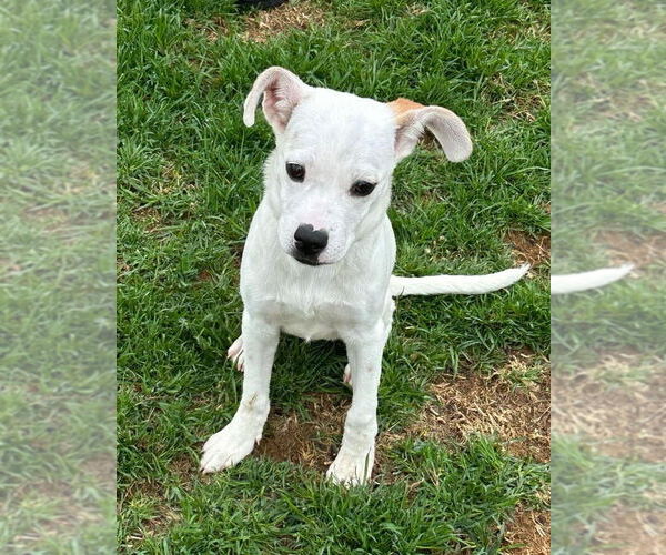 Medium Photo #16 American Pit Bull Terrier-Unknown Mix Puppy For Sale in New York, NY, USA
