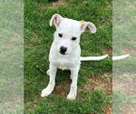 Small #15 American Pit Bull Terrier Mix