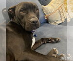 Small #27 Labrador Retriever