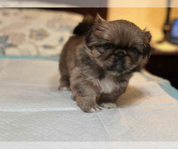 Medium Photo #1 Pekingese Puppy For Sale in RICHLANDS, NC, USA