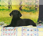 Small #1 Labrador Retriever Mix