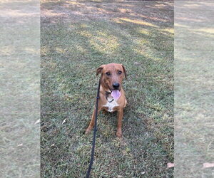 Scooter - Male Mutt Dog for Adoption - Photo #4