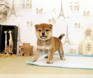 Shiba Inu Puppy for sale in MILPITAS, CA, USA