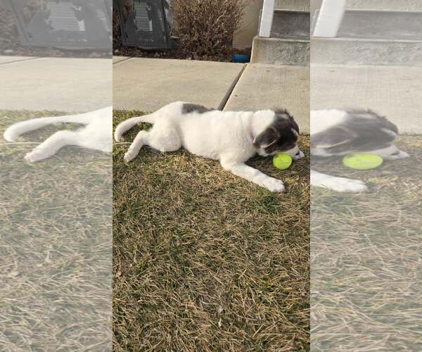 Medium Photo #3 Pyrenees Border Collie Puppy For Sale in MIDWAY, UT, USA