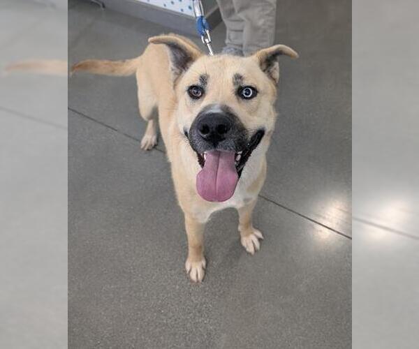 Medium Photo #1 Akita-Unknown Mix Puppy For Sale in San Martin, CA, USA