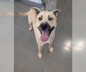 Akita-Unknown Mix Dogs for adoption in San Martin, CA, USA