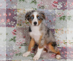 Small #4 Miniature Australian Shepherd