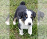 Small Photo #5 Australian Shepherd Puppy For Sale in ALLEN JAY, NC, USA