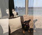Small Photo #6 Chihuahua-Unknown Mix Puppy For Sale in Sandy, UT, USA