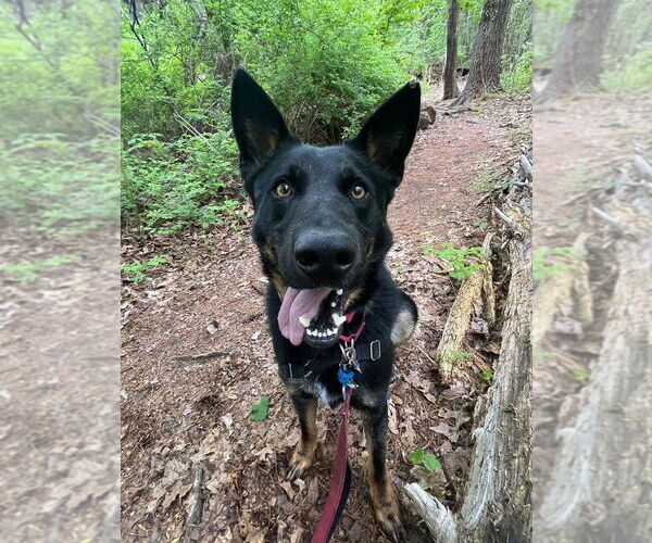 Medium Photo #8 Mutt Puppy For Sale in Elmsford, NY, USA