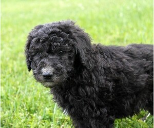 Poodle (Standard)-Saint Berdoodle Mix Puppy for sale in CLAYTON, WA, USA