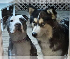 Leia - Female Siberian Husky-Staffordshire Bull Terrier Mix Dog for Adoption - Photo #3