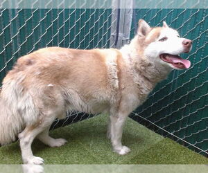 Siberian Husky Dogs for adoption in Downey, CA, USA