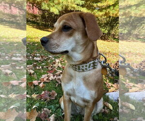 Beagle-Unknown Mix Dogs for adoption in New York, NY, USA