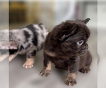 Small #3 French Bulldog