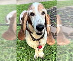 Small Photo #7 Basset Hound Puppy For Sale in Deepwater, NJ, USA