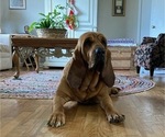 Small Photo #1 Bloodhound Puppy For Sale in CROSSVILLE, AL, USA