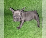 Small Photo #13 French Bulldog Puppy For Sale in HOFFMAN ESTATES, IL, USA