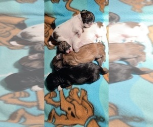 Mal-Shi-ShihPoo Mix Puppy for sale in GREEN BAY, WI, USA