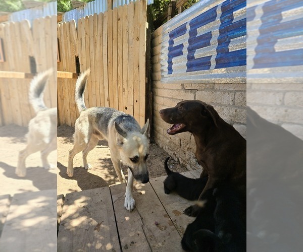 Medium Photo #1 Shepradors Puppy For Sale in WELLTON, AZ, USA