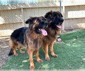 Mabel - Female German Shepherd Dog Dog for Adoption - Photo #3