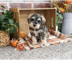 Roosevelt - Male Schnauzer (Miniature) Puppy for Sale - Photo #11