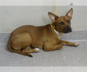 American Pit Bull Terrier-Unknown Mix Dogs for adoption in Pasadena, TX, USA