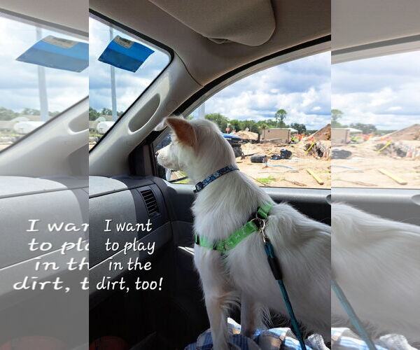 Medium Photo #8 American Eskimo Dog-Unknown Mix Puppy For Sale in Pikesville, MD, USA