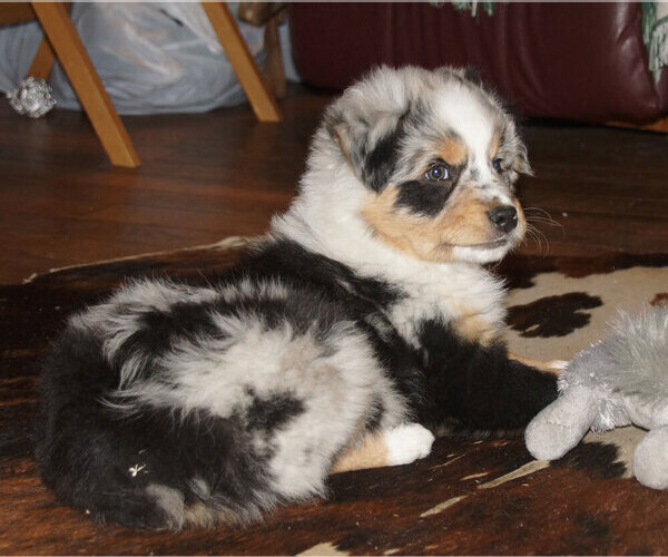 Medium Photo #1 Australian Shepherd Puppy For Sale in ALLEGHENYVILLE, PA, USA