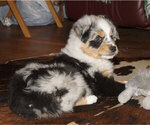 Small Photo #1 Australian Shepherd Puppy For Sale in ALLEGHENYVILLE, PA, USA